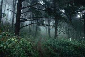 árvores no meio do nevoeiro, floresta de paisagem selvagem com pinheiros