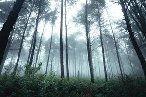 árvores no meio do nevoeiro, floresta de paisagem selvagem com pinheiros