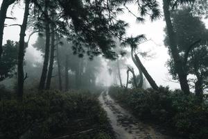 árvores no meio do nevoeiro, floresta de paisagem selvagem com pinheiros foto