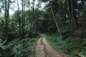 a estrada para uma vila rural em uma floresta tropical foto