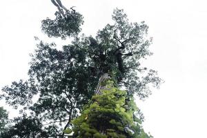 folhas na floresta vista de baixo ângulo da floresta de faias na primavera foto