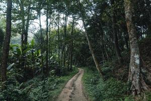 a estrada para uma vila rural em uma floresta tropical foto