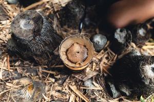 pingar café na floresta, despejar água quente no café foto