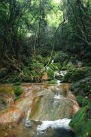 cachoeira e musgo na natureza tropical foto