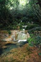 cachoeira e musgo na natureza tropical foto