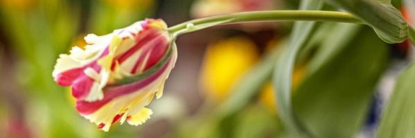 tulipa amarelo-vermelho em um vaso no jardim. Primavera. bloom.banner foto