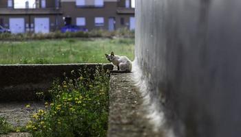 gato branco descansando rua foto