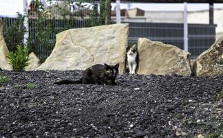 gatos sem-teto de rua foto