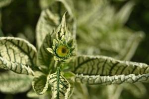 planta de viveiro perene com folhas variegadas e botão amarelo foto