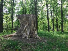 o grande toco na floresta. kharkov, ucrânia foto