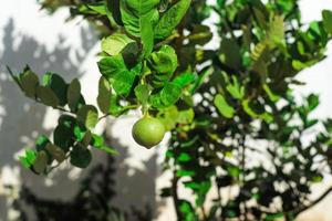 closeup de limão pendurado em um galho na horta no quintal foto