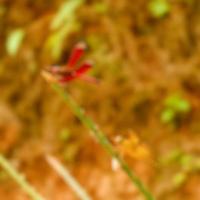 macro blur foto de libélula empoleirada em um galho de árvore