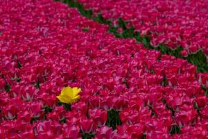 solteiro vibrante amarelo tulipa dentro uma campo do Rosa tulipas foto