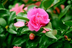 fúcsia ou Sombrio Rosa rosas florescendo dentro a jardim foto