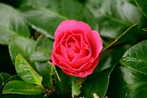 Rosa rosa florescendo estão dentro jardim com lindo e romântico foto