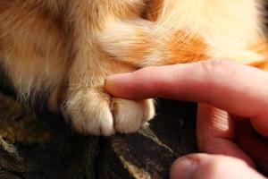 mão acariciando um gato. amizade entre o homem e o animal. foto