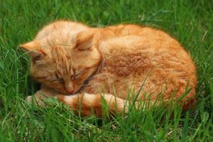 lindo gato vermelho dormindo na grama.