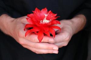 flor vermelha em mãos humanas. foto