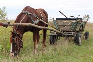 cavalo com carroça no verão. foto