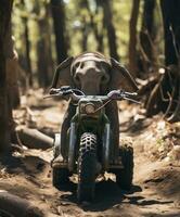 uma fofa bebê elefante em uma minibike equitação através uma floresta foto