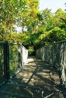 caminhe na floresta em caminhadas no dossel no jardim botânico queen sirikit chiang mai, tailândia foto