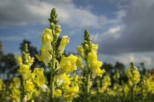 amarelo flores dentro uma campo com uma azul céu foto