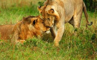 família do selvagem africano leões foto