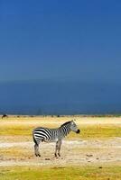 africano selvagem zebra foto