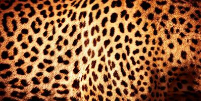 lindo leopardo pele fundo foto