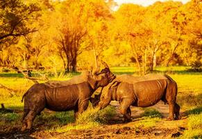 dois brigando rinoceronte foto