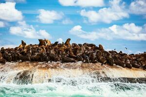 selvagem mar leões em a ilha foto
