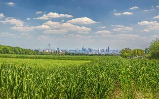 panorâmico Visão do Frankfurt Horizonte sobre uma milho campo a partir de a direção do tauno foto