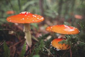 uma lindo vermelho visto amanita cogumelo cresce dentro a outono floresta. foto