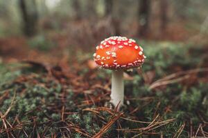 uma lindo vermelho visto amanita cogumelo cresce dentro a outono floresta. foto