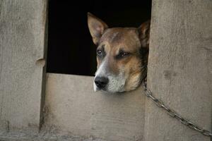 uma solitário e triste guarda cachorro em uma cadeia perto uma cachorro casa ao ar livre. foto