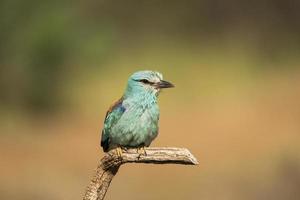 rolo europeu, coracias garrulus foto