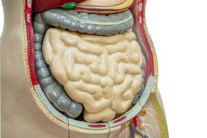 intestino ou intestino humano anatomia modelo para estude Educação médico curso. foto
