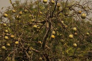Bael fruta árvore, citrino árvore rolamento comestível, medicinal fruta foto