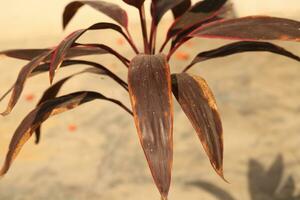 dracaena vermelho plantar fechar acima foto