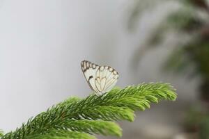 leitoso branco borboleta em folha foto