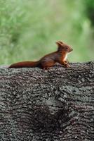 um esquilo peludo vermelho sentado no tronco de uma árvore marrom