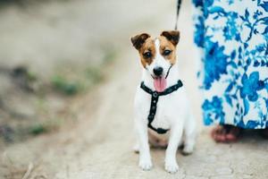 um pequeno cachorro da raça jack russell terrier em uma caminhada foto