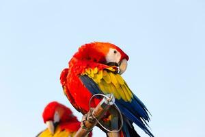 fechar acima do colorida escarlate arara papagaio animal poleiro em poleiro ramo com azul Claro céu fundo foto