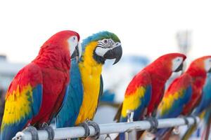 fechar acima do colorida escarlate arara papagaio animal poleiro em poleiro ramo com azul Claro céu fundo foto