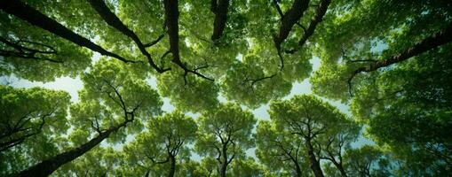 olhando acima às a verde tops do árvores ai gerado foto