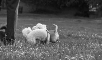 fofa animal cachorro em andar às local público parque do Londres Inglaterra Reino Unido. foto