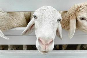 multidão de ovelhas brancas na fazenda clássica, Tailândia foto