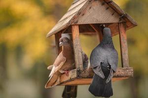 dois pombos estão sentados em um alimentador de pássaros na forma de uma casa foto
