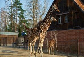 girafa família dentro jardim zoológico foto