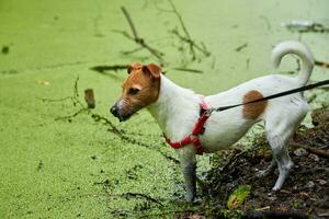 sujo cachorro tem Diversão dentro a pântano foto